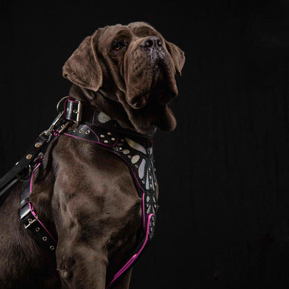 The ''Ariel'' collar